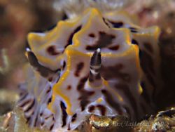Mr Crinkley... Another nudi in Taiwan... E900 and Macros by Alex Tattersall 